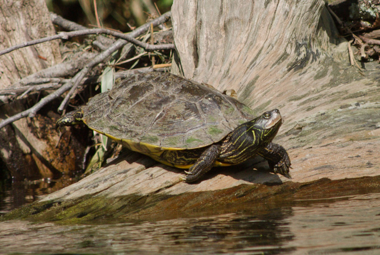 Buckeye Herps Ohio Snakes, Turtles and Lizards A Photographic